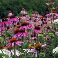 Echinacea porpurea (Echinacea purpurea) biologica semi