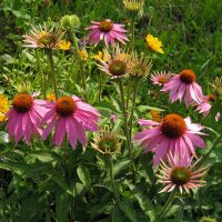 Echinacea porpurea (Echinacea purpurea) biologica semi