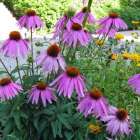 Echinacea porpurea (Echinacea purpurea) biologica semi