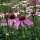 Echinacea porpurea (Echinacea purpurea) biologica semi