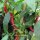 Peperoncino Westlandse Lange Rode (Capsicum annuum) biologico semi