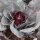 Cavolo a punta rosso Kalibos (Brassica oleracea) biologico semi