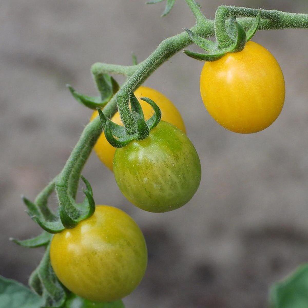 pomodoro-selvatico-rote-murmel-solanum-pimpinellifolium-biologico-semi