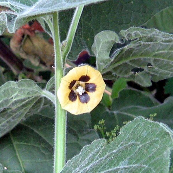 Ribes del Capo / Uciuva (Physalis peruviana)  biologico semi