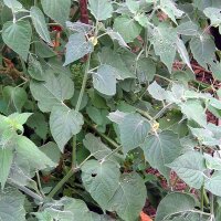 Ribes del Capo / Uciuva (Physalis peruviana)  biologico semi