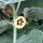 Ribes del Capo / Uciuva (Physalis peruviana)  biologico semi
