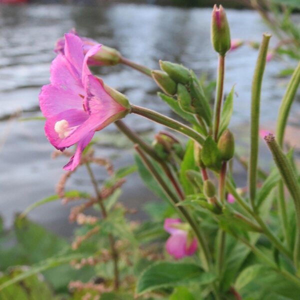 Epilobio maggiore (Epilobium hirsutum) biologico semi