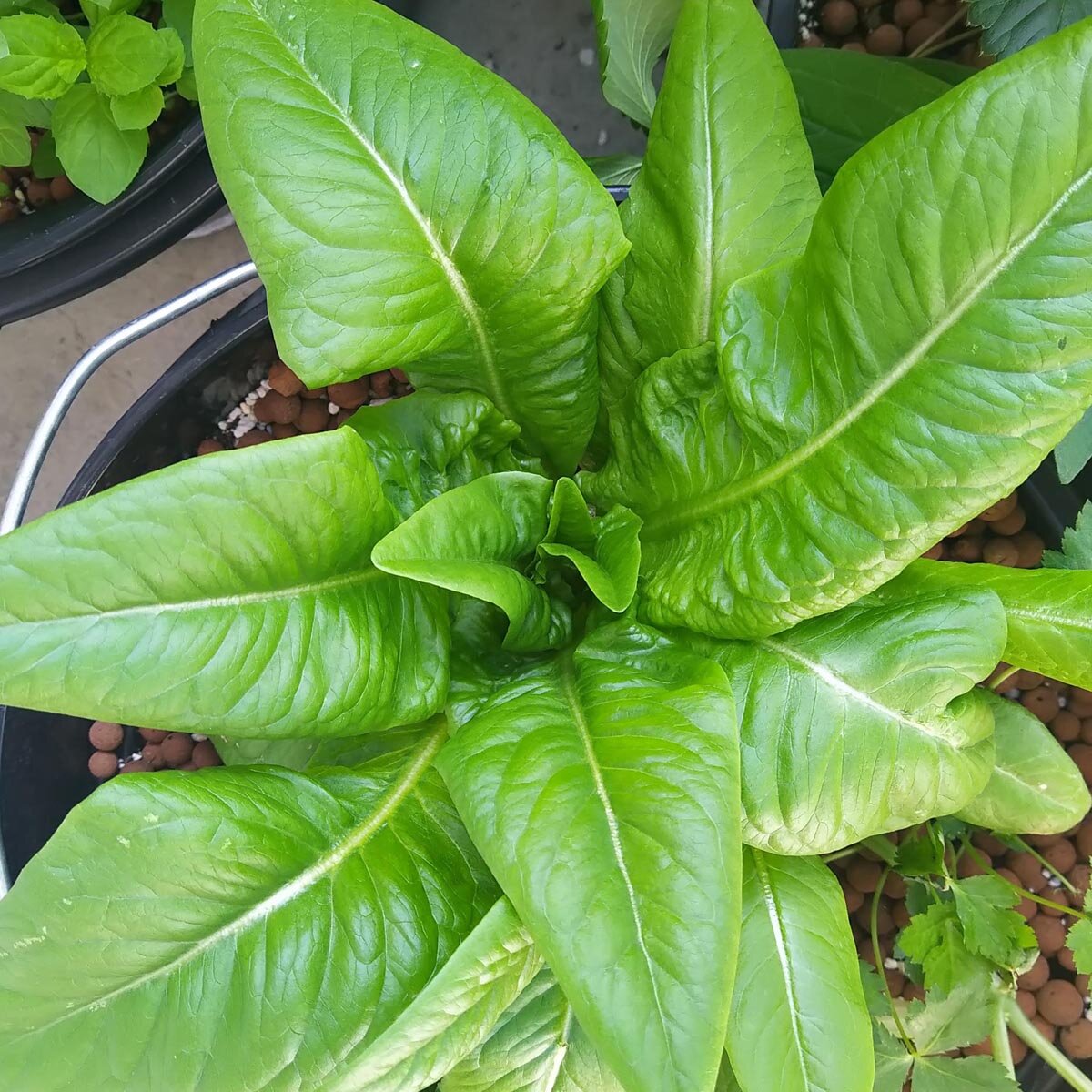 50 lattuga Romana Semi GMO Non Open impollinate Organic price in Saudi