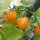 Pomodoro selvatico delle Galapagos (Solanum cheesmaniae) semi
