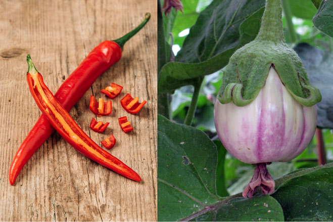 Seminare peperoncini e piante simili a partire da Gennaio Blogpost Illustration