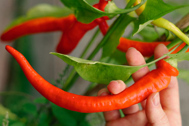 Propagare con successo peperoni e peperoncini  Blogpost Illustration