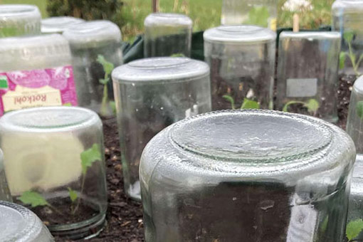 Raccolto anticipato con barattoli di vetro: Una protezione semplice per le giovani piante  Blogpost Illustration