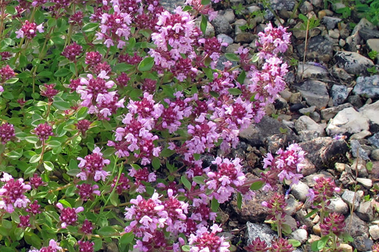 Pacciamatura: il segreto per un terreno sano e piante forti Blogpost Illustration