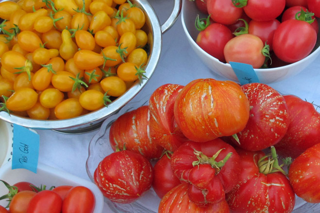 Seminare i pomodori - Come trovare la varietà giusta per il tuo orto  Blogpost Illustration