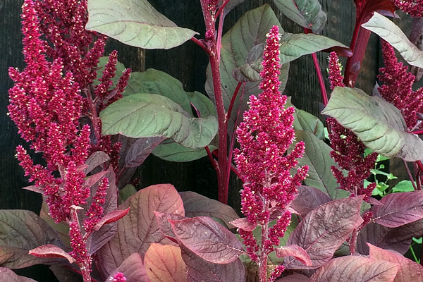Tulsi, shiso, amaranto e altre piante: sette specie etnobotaniche per un giardino ricco di storie  Blogpost Illustration