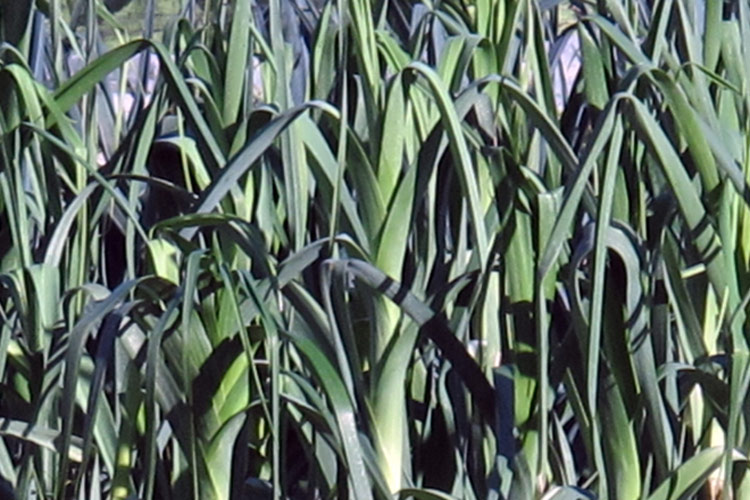 Ortaggi invernali? Adesso la cosa si fa interessante!  Blogpost Illustration