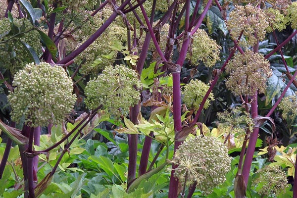 Piante magiche in giardino: tra proprietà curative, veleno e antica magia vegetale  Blogpost Illustration