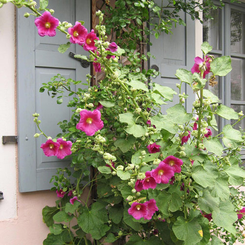 Malvone / Malvarosa (Alcea rosea)  Produktbild