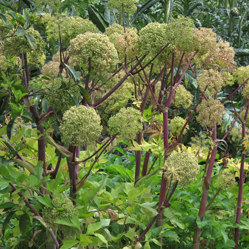 Angelica (Angelica archangelica)  Produktbild