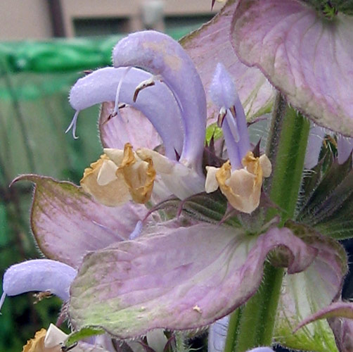 Erba moscatella (Salvia sclarea)  Produktbild